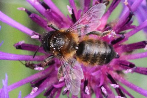 Megachile (circumcincta-nigriventris)